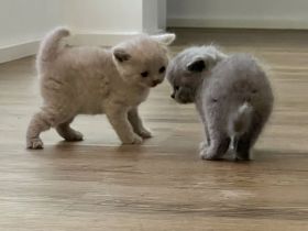 Wunderschöne Bkh Kitten