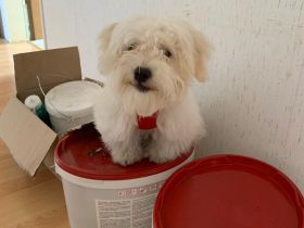 Malteser Welpe 5 Monate alt