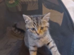 BKH Silver Tabby Whiskas Kitten