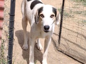 Rüde Mateo / männlich / noch in Griechenland