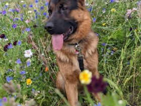 Deckrüde Deutscher Schäferhund