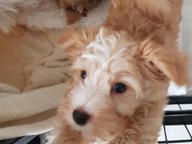 Yorkshire Terrier Welpen