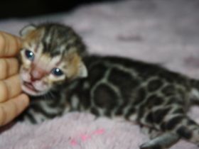 Bengal Kitten - Mega Farben und Kontraste - mit Traum WESEN - Bengalen XXL Rosetten