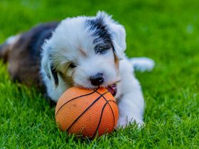 unser Bobtail D-Wurf ist da :D