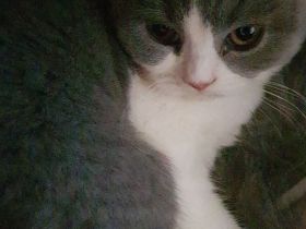 Bkh kitten 14 Wochen