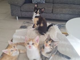 Kitten, Babykatzen ab Mitte August (dann 12 Wochen alt) abzugeben