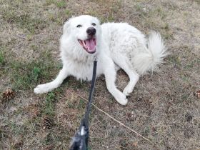 Wer schenkt Fehu ein tolles Hundeleben?