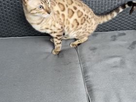 Bengalen Kater mit Stammbaum