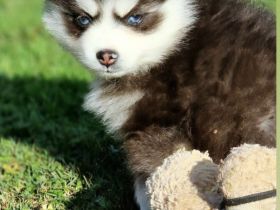 Pomsky F3 Micro &Toy Bärchentyp Puppengesicht (Pomeranian Minihusky)
