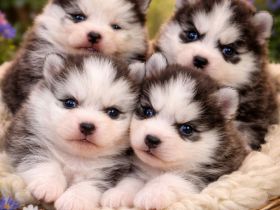 Pomsky F2 Micro &Toy Bärchentyp Puppengesicht (Pomeranian Minihusky)