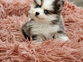 Pomsky F2 Micro &Toy Bärchentyp Puppengesicht (Pomeranian Minihusky)