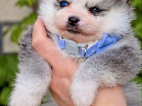 Pomsky F2 Micro &Toy Bärchentyp Puppengesicht (Pomeranian Minihusky)