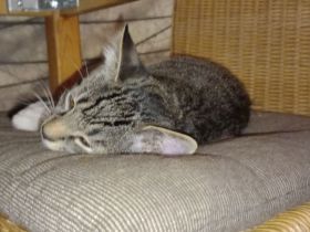 Kitten suchen ein Zuhause