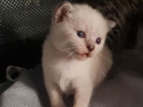 Wunderschöne BKH Kitten