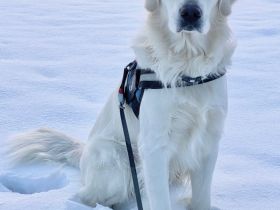 Golden Retriever Deckrüde Kelly vom Wolfsberg