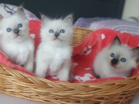 Heilige Birma kitten