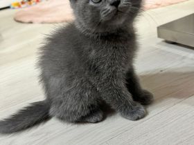 Reinrassige Bkh Kitten