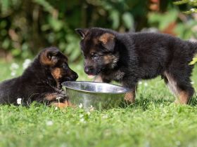 Von dem Würger vom Lichtenmoor