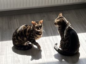 Zwei wunderschöne Bengalkatzen zu verkaufen