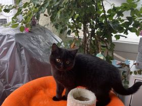 BKH Weibchen Abgabebereit ab sofort