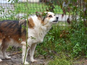 Ängstliche Liah sucht ein ruhiges Zuhause