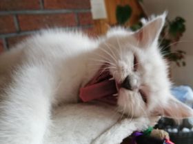 BKH KITTEN mit Stammbaum