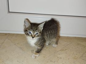 Babykatze Kitten Katze Kater