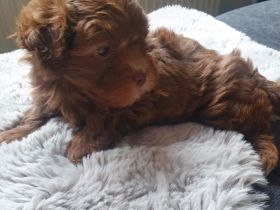 Bolonka Zwetna Welpe