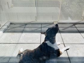 Miniatur-Bullterrier sucht liebevollen Endplatz