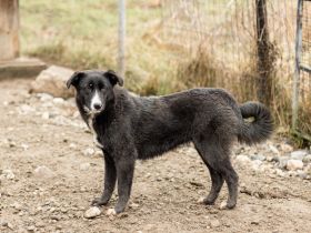 Dora sucht sehnsüchtig ihr eigenes Zuhause