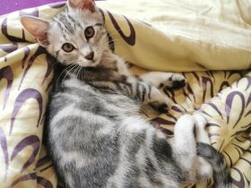 Wunderschöne reinrassige Bengalen