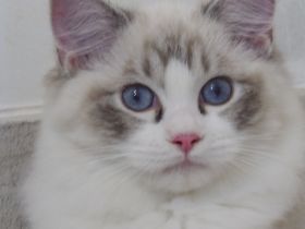 Ragdoll-Katze mit Lady-Gaga-Stammbaum! Zu verkaufen oder buchbar!