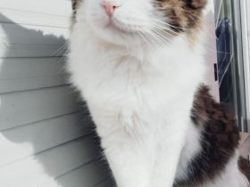 Hauskatze Simba sucht eine neue Familie