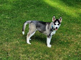 Husky Siberian Sasha