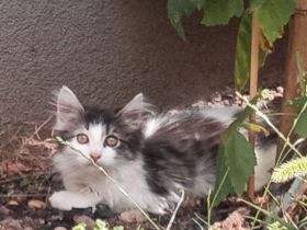 Maine Coon Kitten
