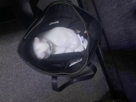 Baby BKH Kater zum verkaufen