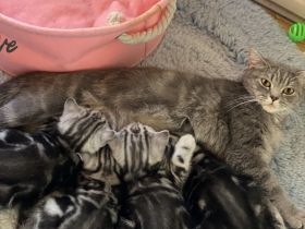 BKH reinrassige Kitten