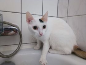 Zwei Katzen suchen getrennt oder zusammen ein neues Zuhause