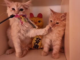 Zwei Maine coon Jungs suchen