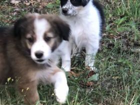 Wunderschöne Border Collie Welpen in Sonderfarbe Sable Chocolate Tricolor reinrassig