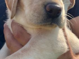 Labrador Welpen blond mit Papiere
