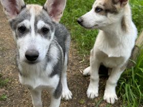 Alaskan Husky Welpen