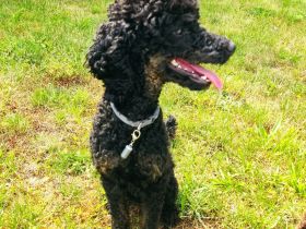 Pudel Deckrüde mit Erfahrung black and tan Zwergpudel apricot