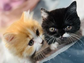 BLH/BKH Kater und Katze abzugeben