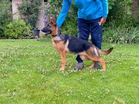 Junge, mobile Deutsche Schäferhündin zu verkaufen