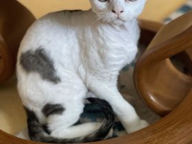 Devon Rex Kitten