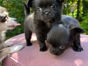 Wunderschöne Chihuahuawelpen reinrassig