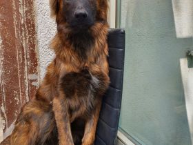 Altdeutscher Hütehund