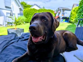 Wurfankündigung Labrador Retriever