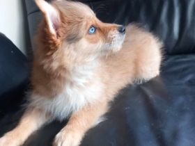 Yorkshire Terrier Pomeranian Spitz  Mix